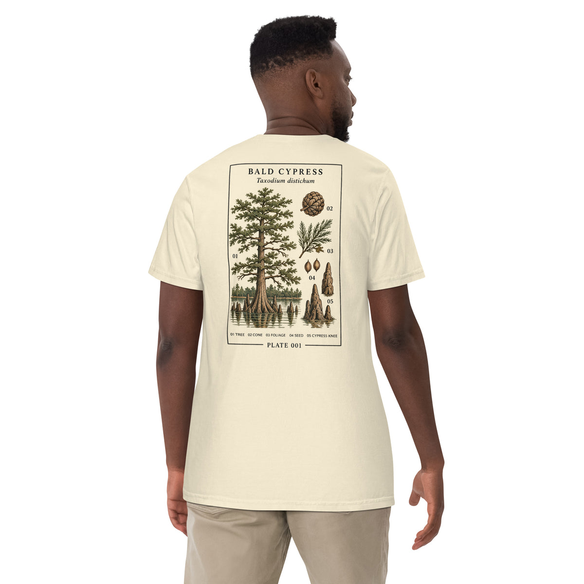 Ivory T-shirt showing the Bald Cypress botanical plate on the back